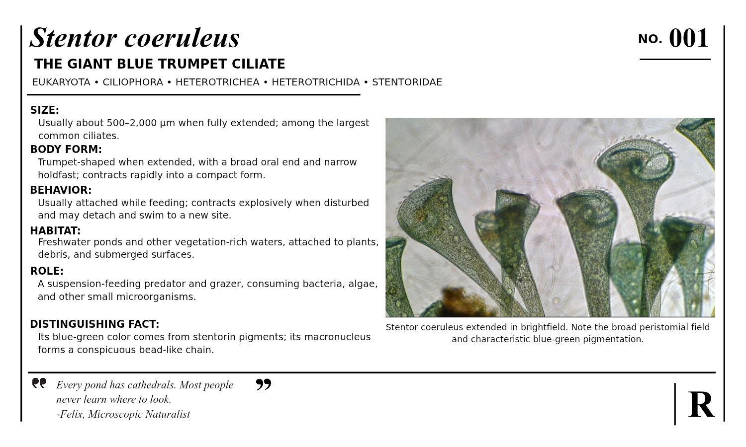 Back of my Stentor coeruleus number 001 card with its original photograph, scientific notes and the quote Every pond has cathedrals. Most people never learn where to look.