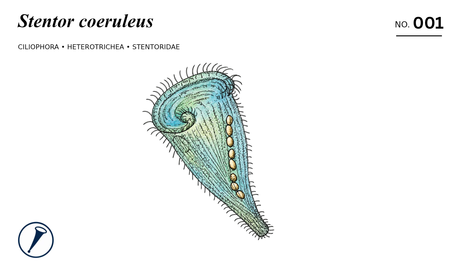 Front of my Stentor coeruleus number 001 card, with the original illustrated blue trumpet ciliate.