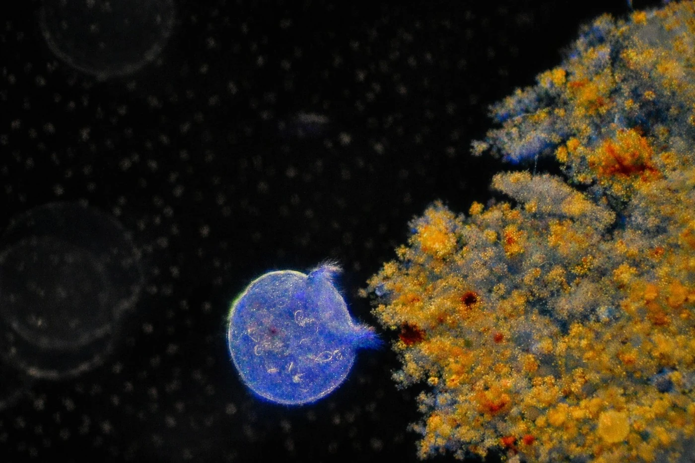 A luminous blue, rounded microscopic form beside a textured cluster of gold and orange particles against a dark field.
