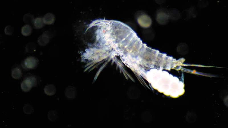 A translucent segmented microscopic animal with delicate appendages and pale rounded structures against black.
